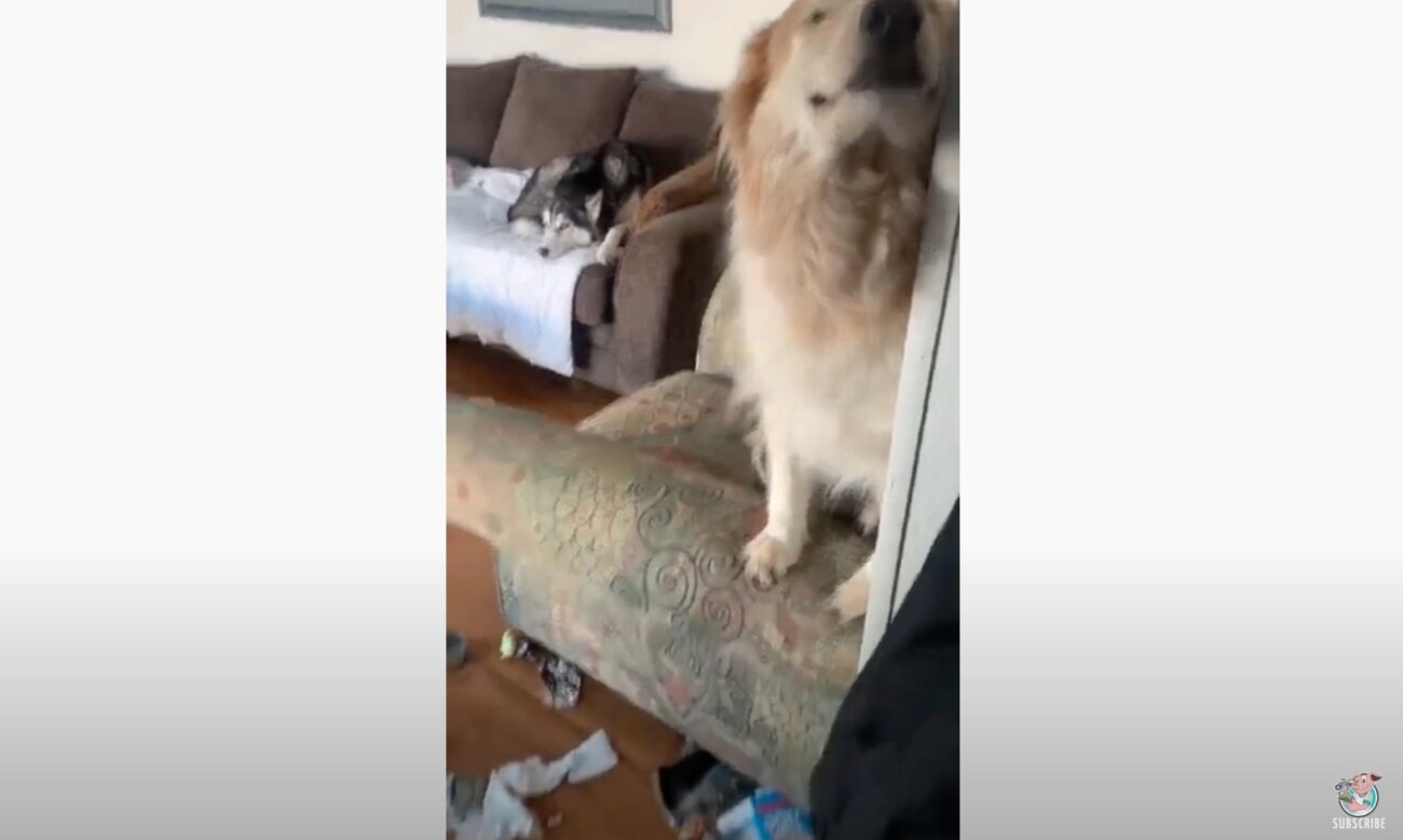 ゴールデンレトリーバー,動画