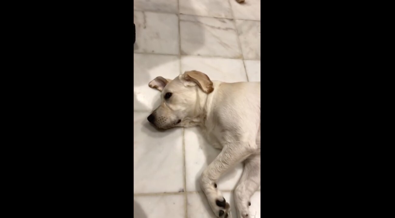 ラブラドールレトリーバー,動画