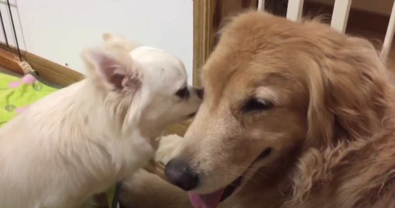 ゴールデンレトリーバー,動画