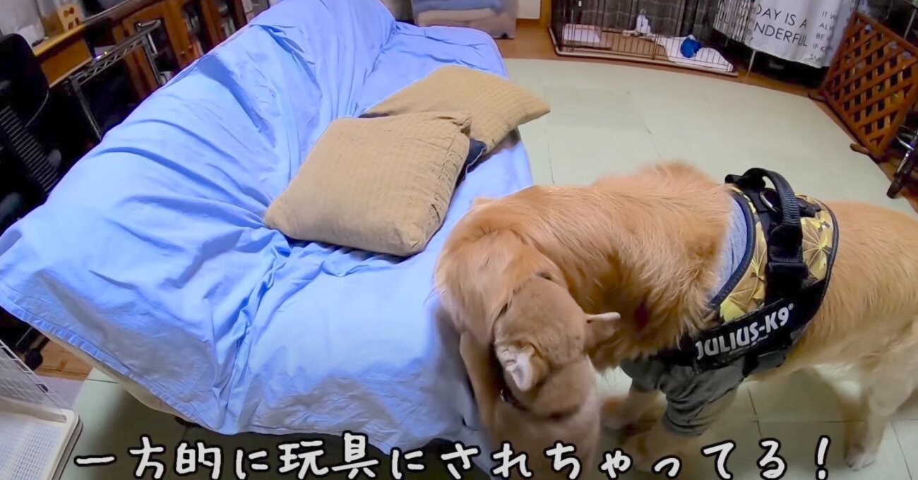 ゴールデンレトリーバー,動画