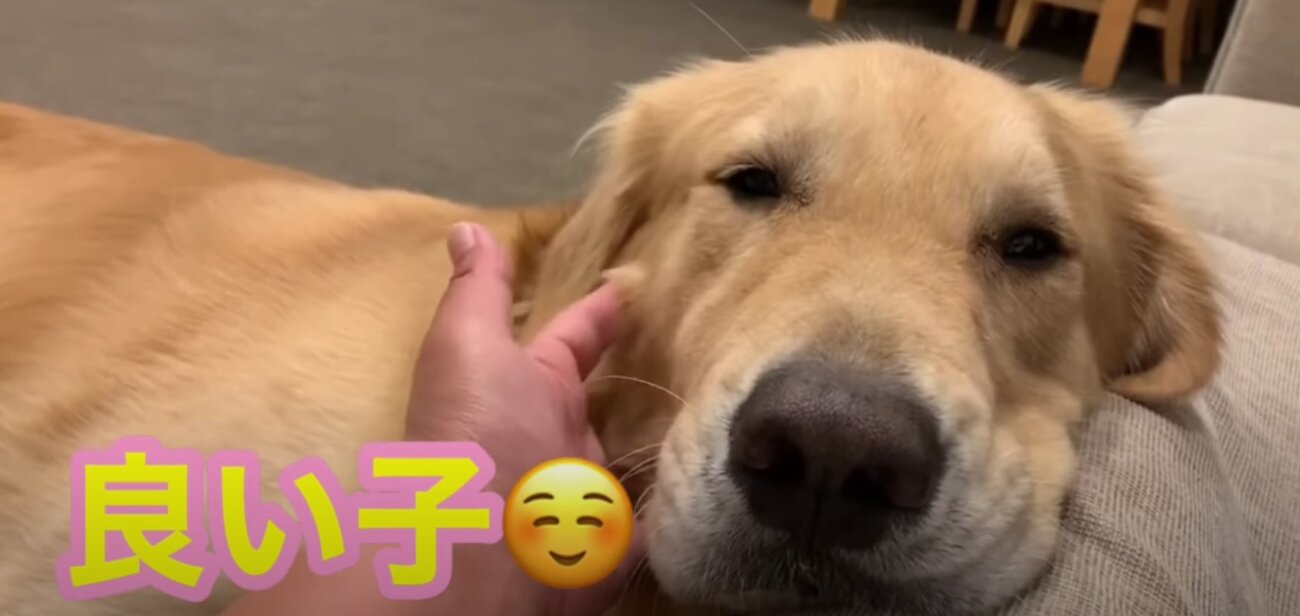 ゴールデンレトリーバー,動画
