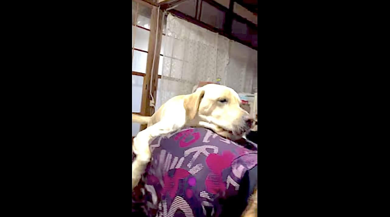 ラブラドールレトリーバー,動画