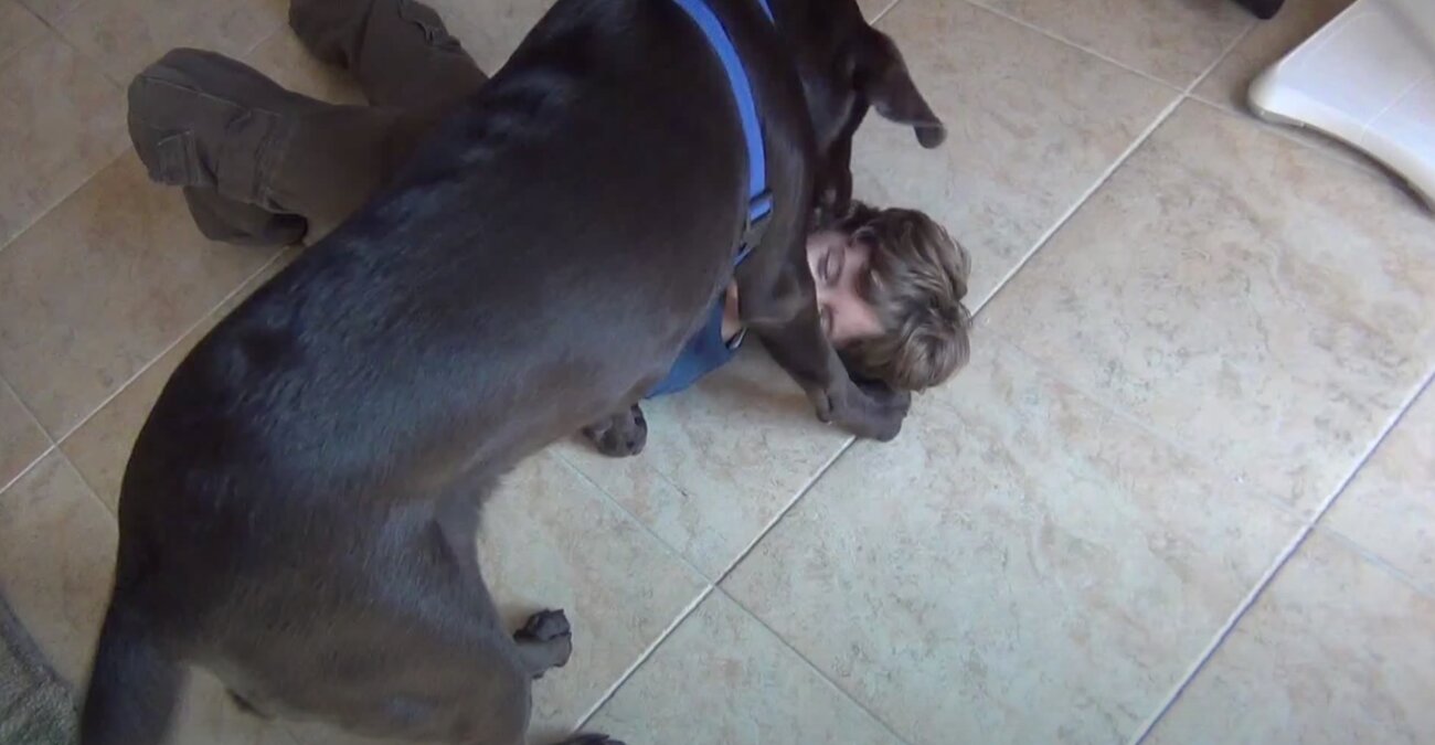 ラブラドールレトリーバー,動画