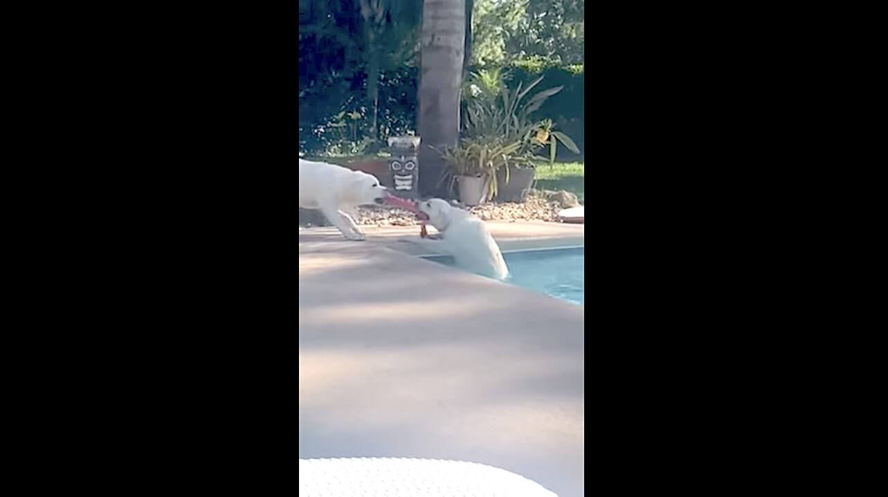 ラブラドールレトリーバー,動画