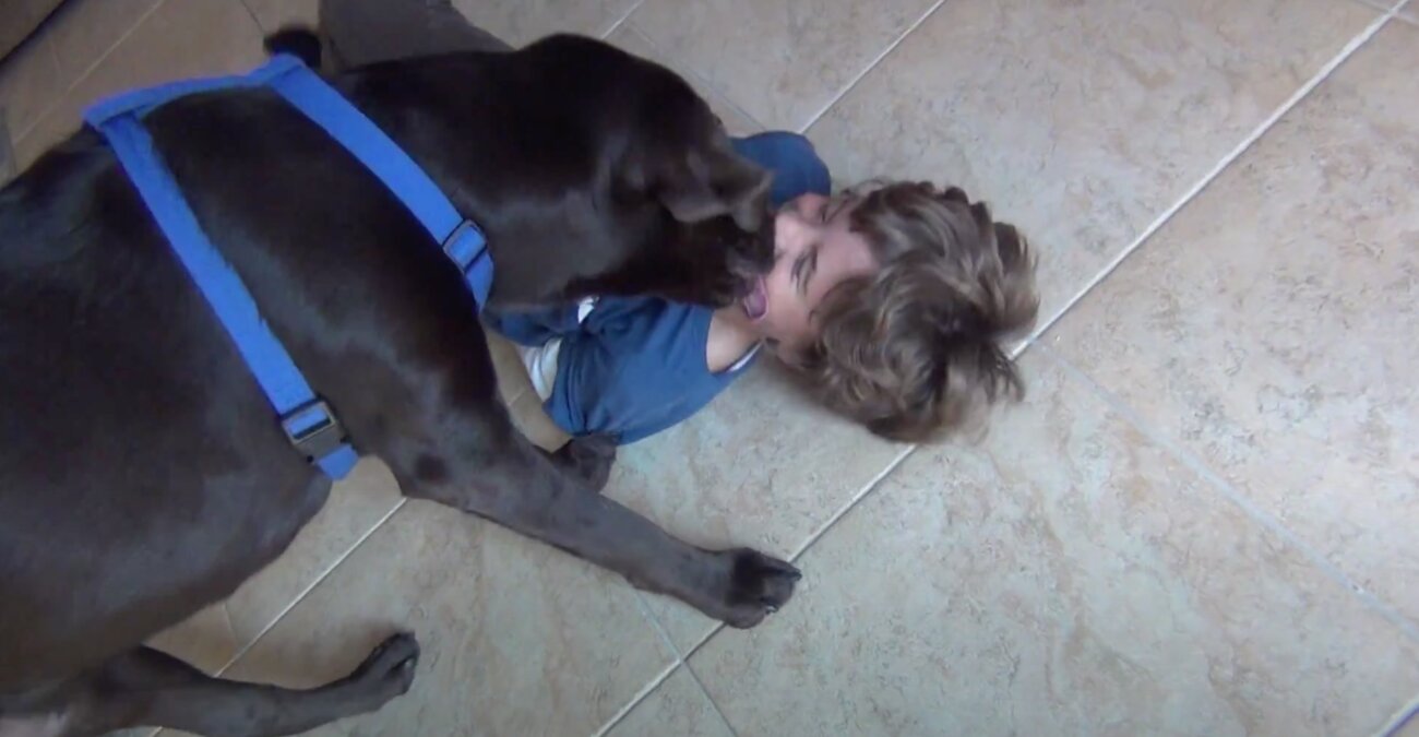 ラブラドールレトリーバー,動画