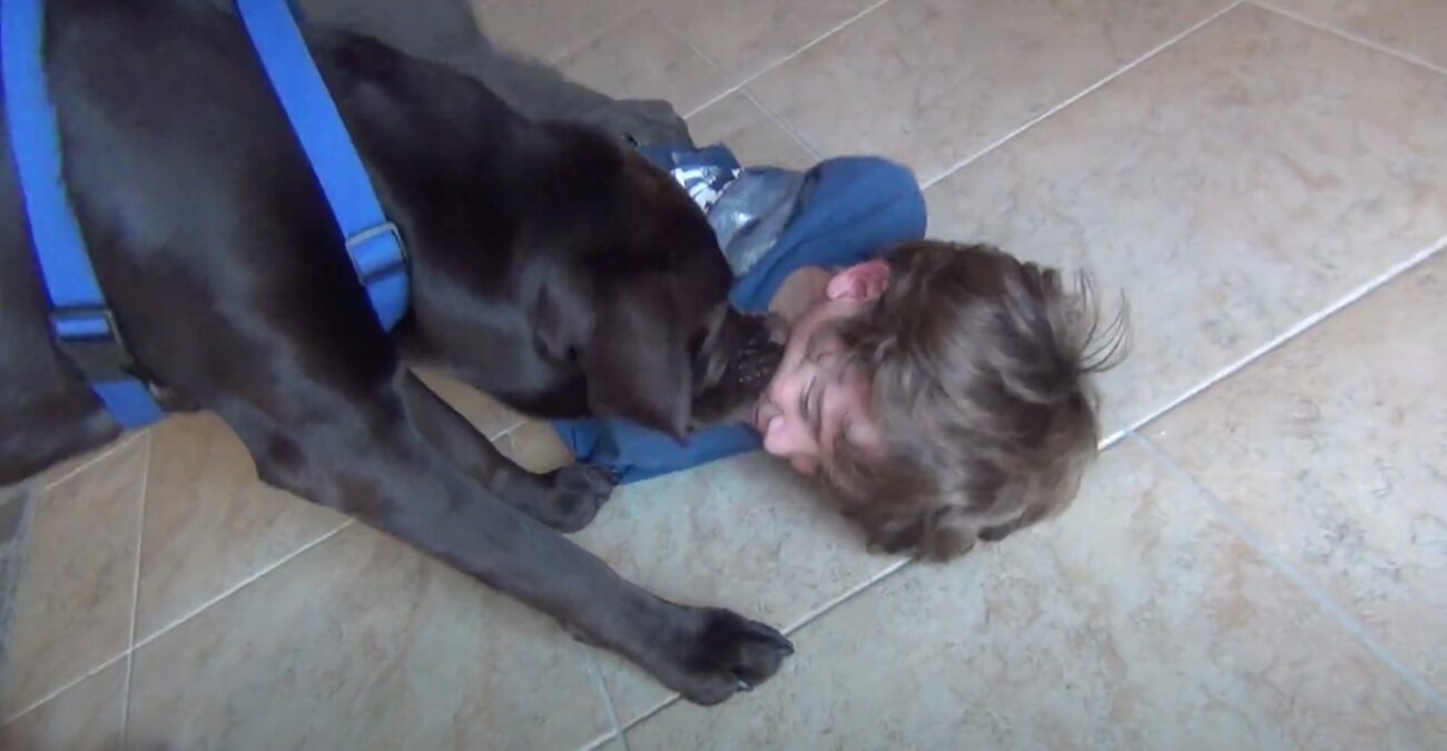 ラブラドールレトリーバー,動画