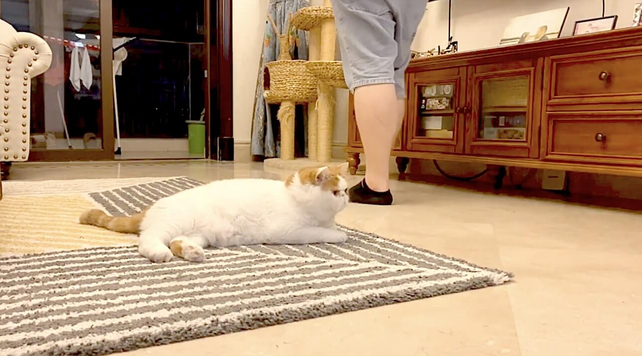 ラブラドールレトリーバー,動画