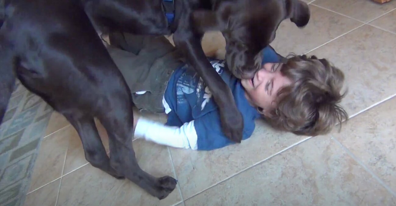 ラブラドールレトリーバー,動画