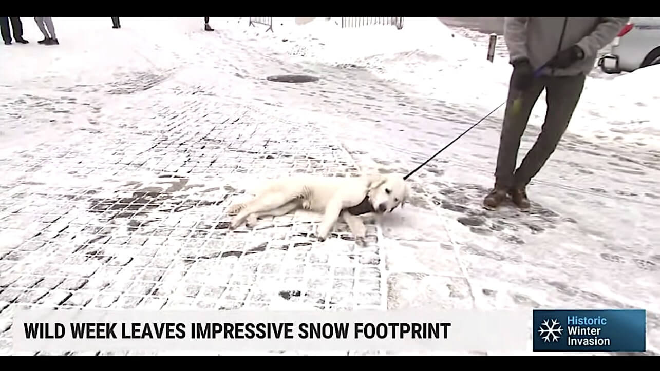 ラブラドールレトリーバー,動画