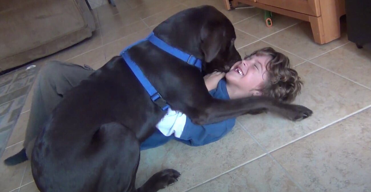 ラブラドールレトリーバー,動画