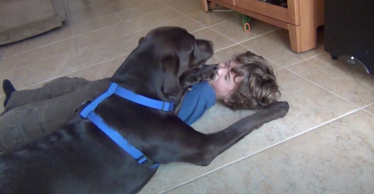 ラブラドールレトリーバー,動画