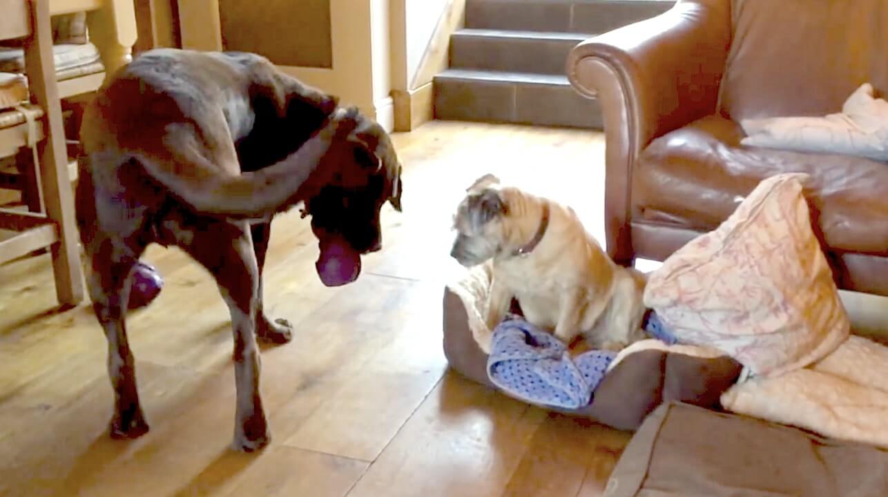 ラブラドールレトリーバー,動画