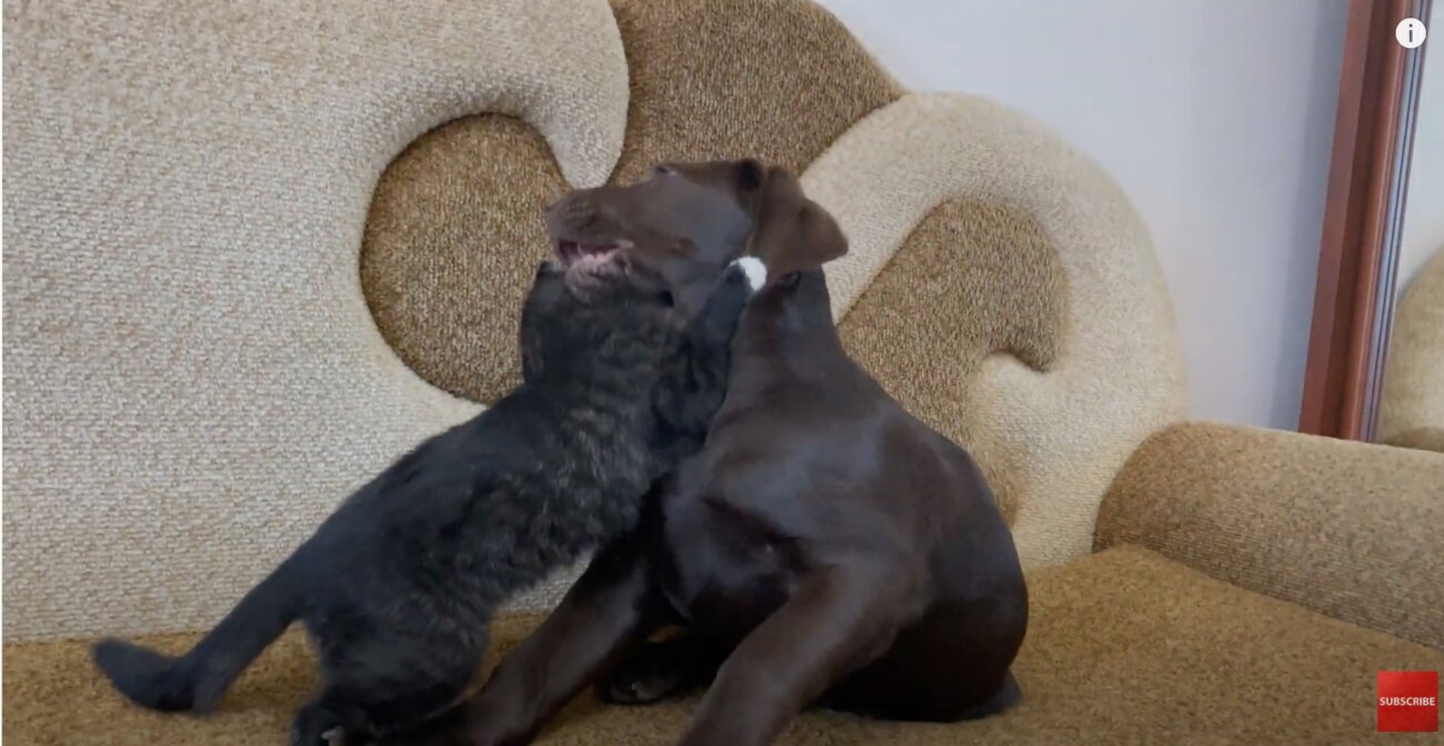 ラブラドールレトリーバー,動画