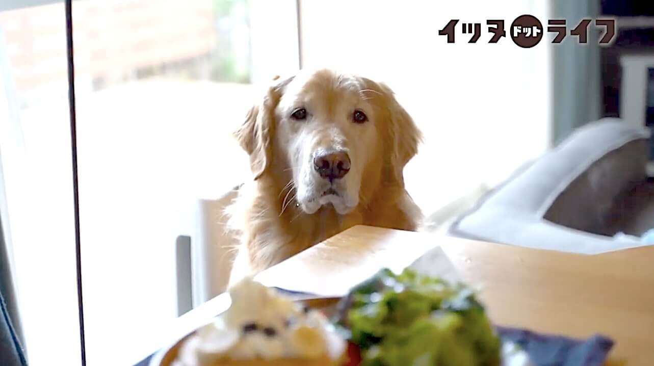 ゴールデン,動画,イッヌドットライフ