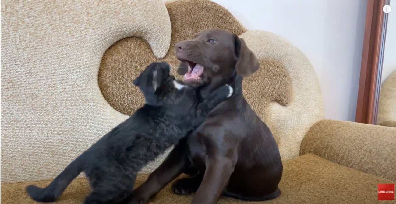 ラブラドールレトリーバー,動画