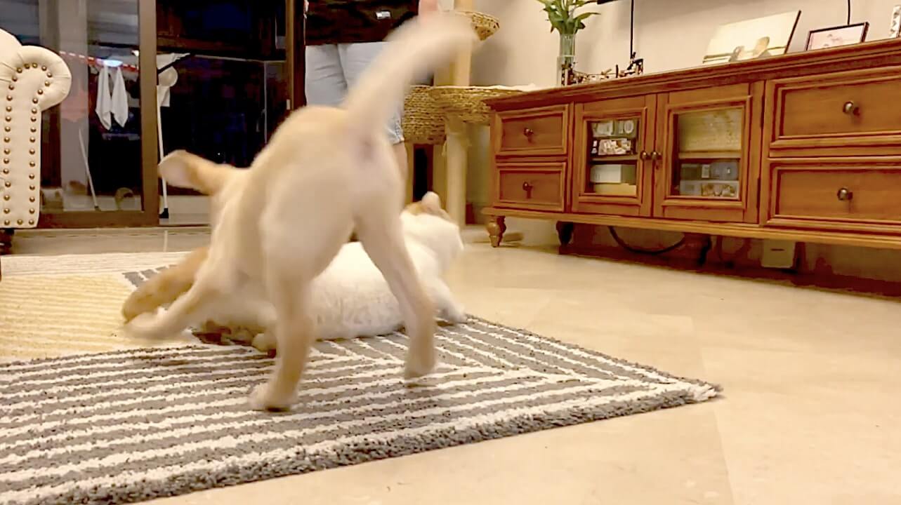 ラブラドールレトリーバー,動画