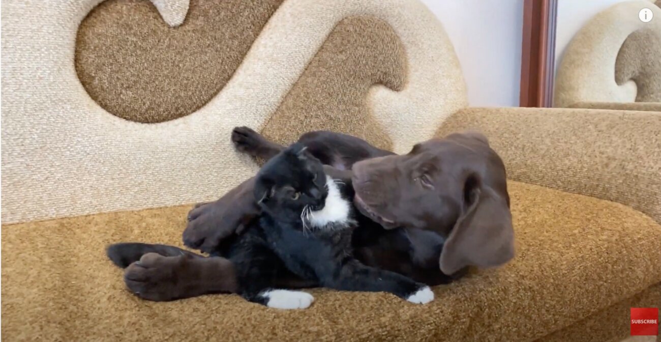 ラブラドールレトリーバー,動画