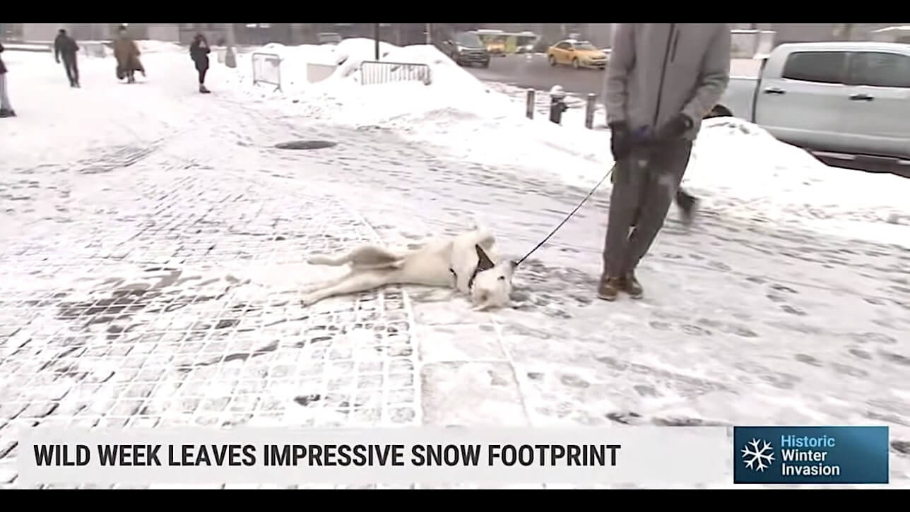 ラブラドールレトリーバー,動画