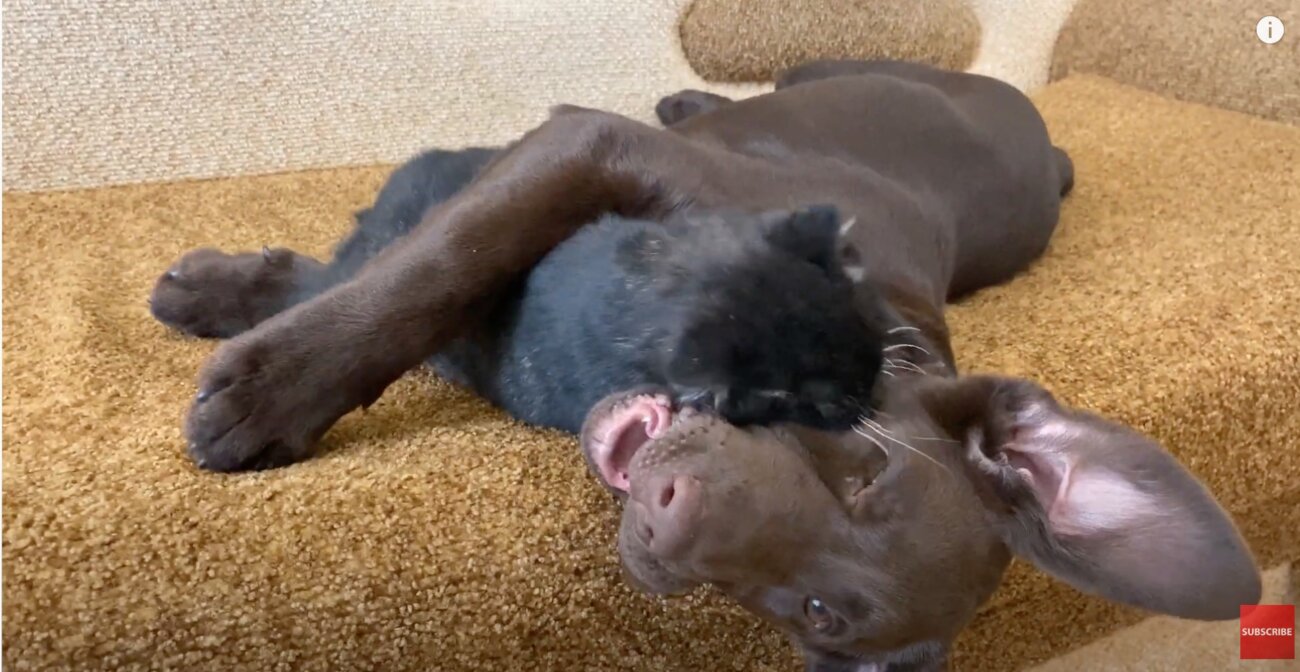 ラブラドールレトリーバー,動画