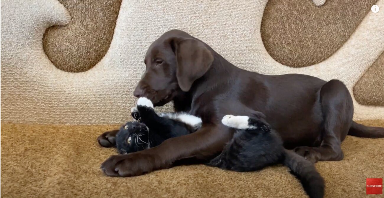 ラブラドールレトリーバー,動画