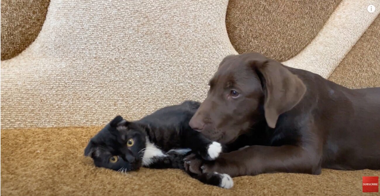 ラブラドールレトリーバー,動画