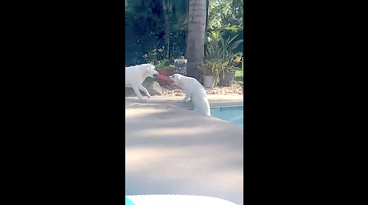 ラブラドールレトリーバー,動画