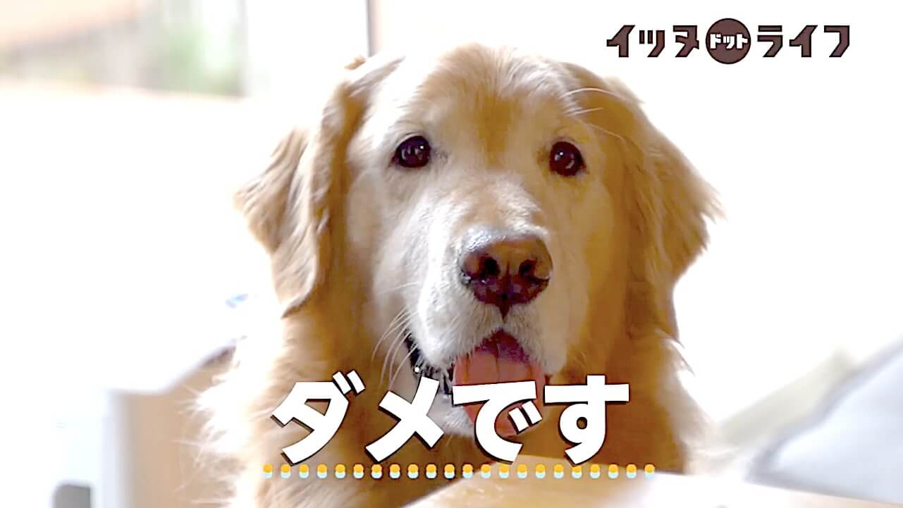 ゴールデン,動画,イッヌドットライフ