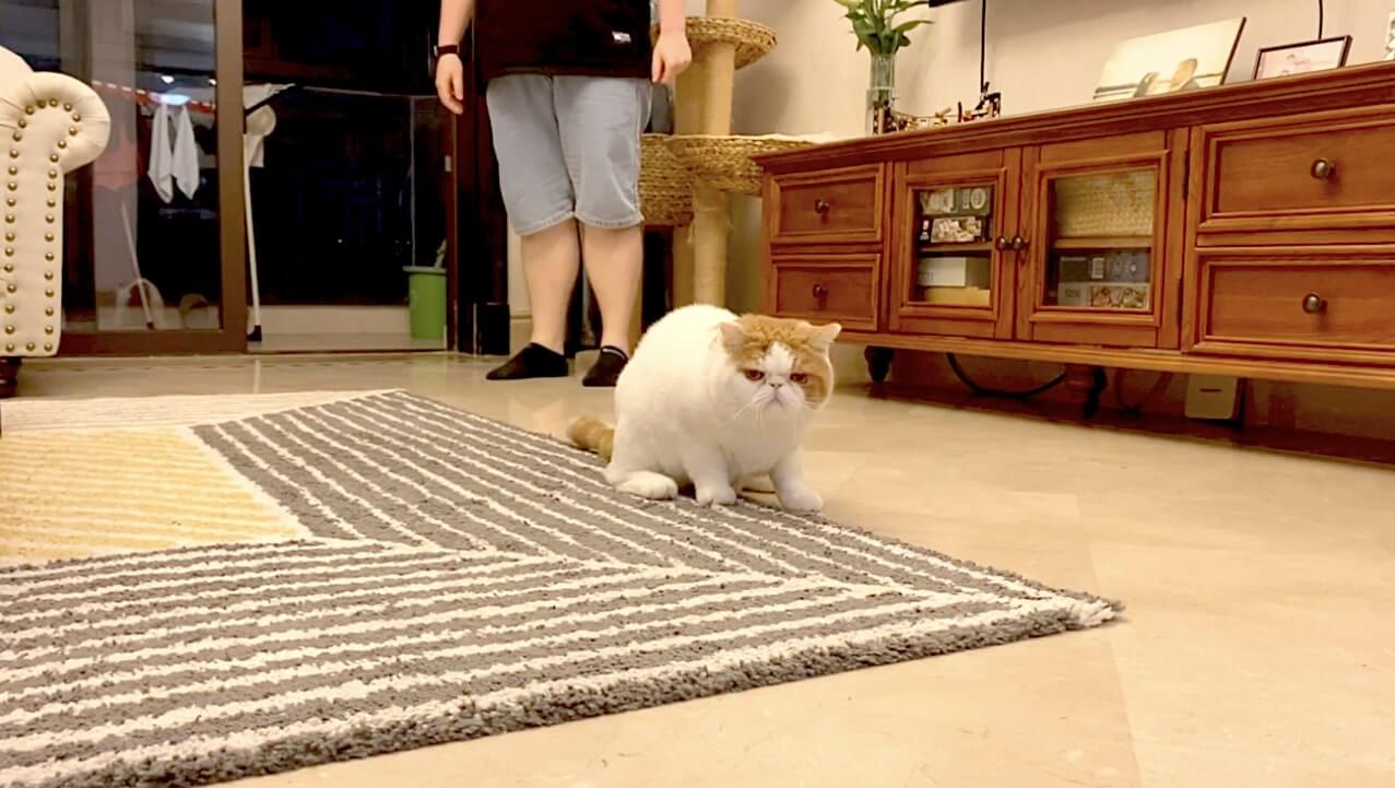 ラブラドールレトリーバー,動画