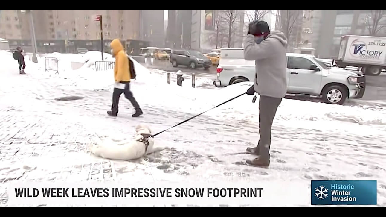 ラブラドールレトリーバー,動画