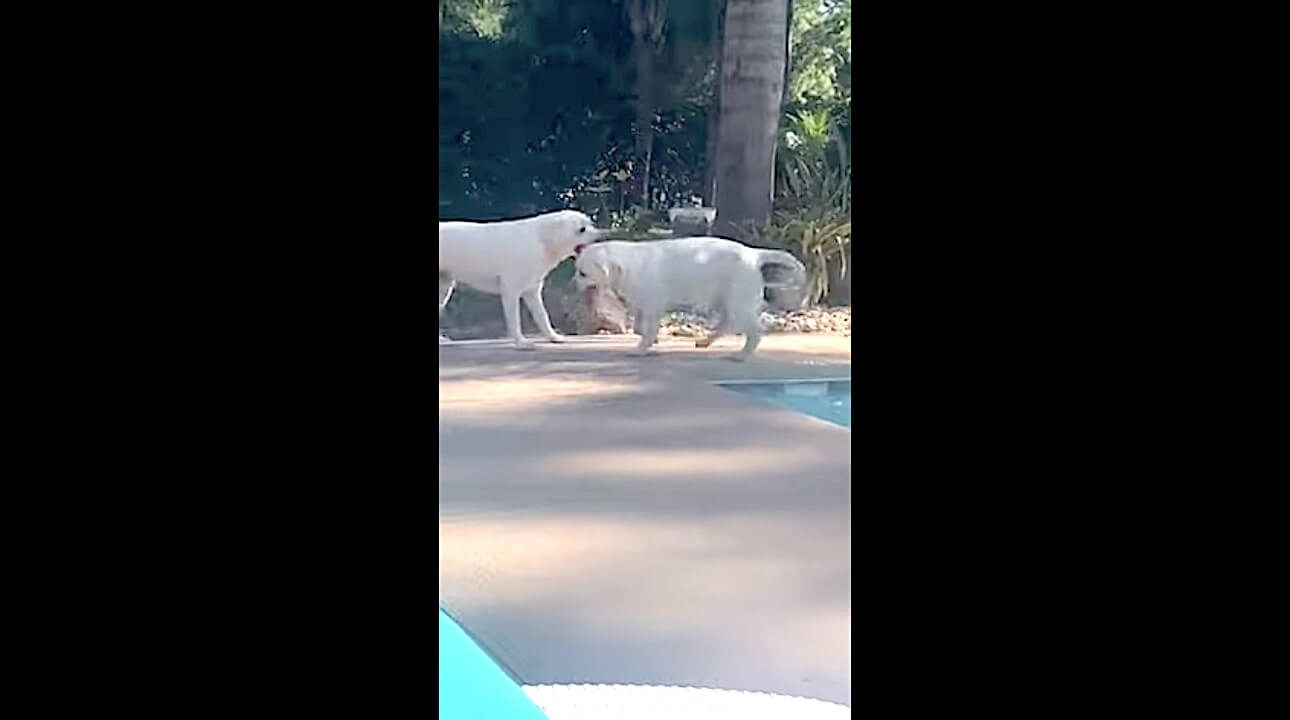 ラブラドールレトリーバー,動画