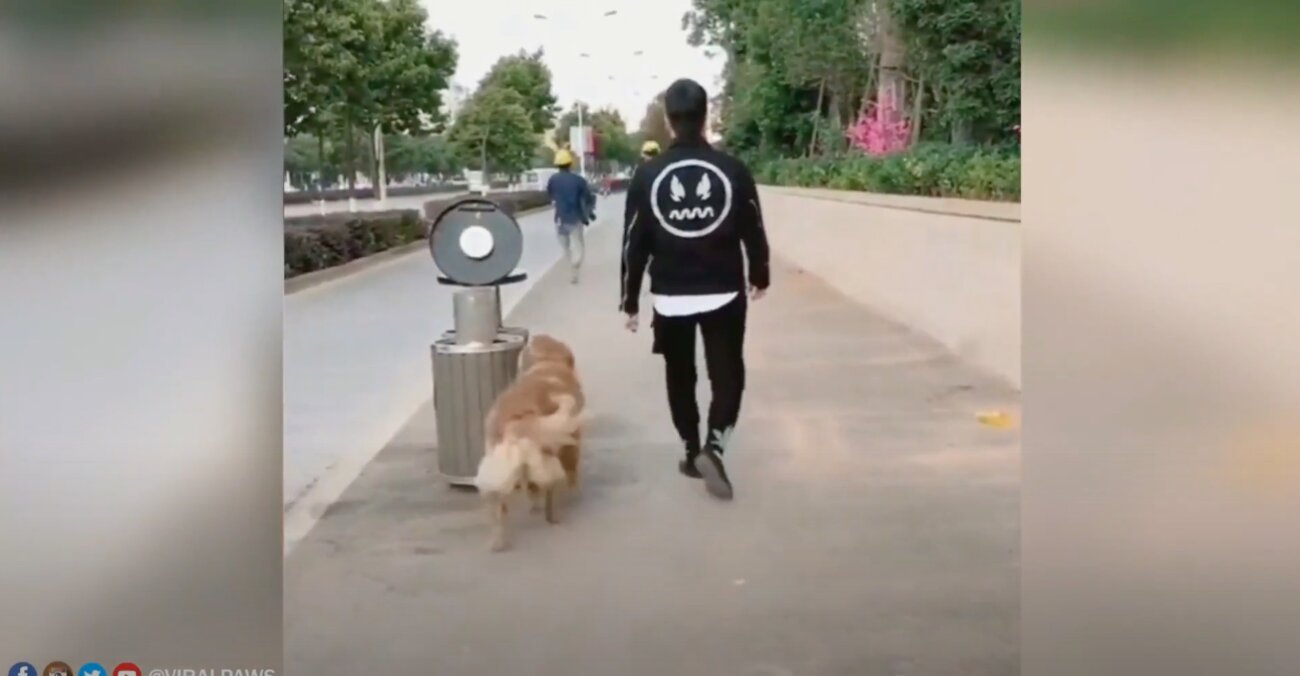 ゴールデンレトリーバー,動画