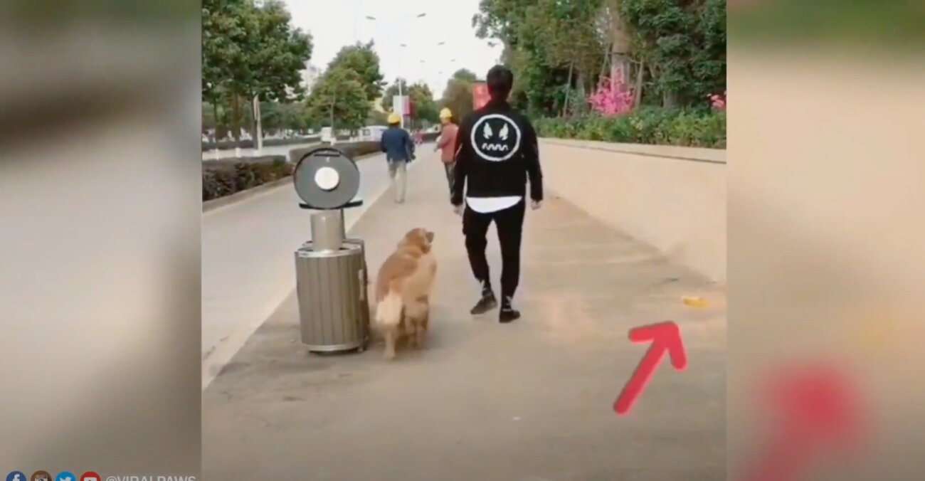 ゴールデンレトリーバー,動画