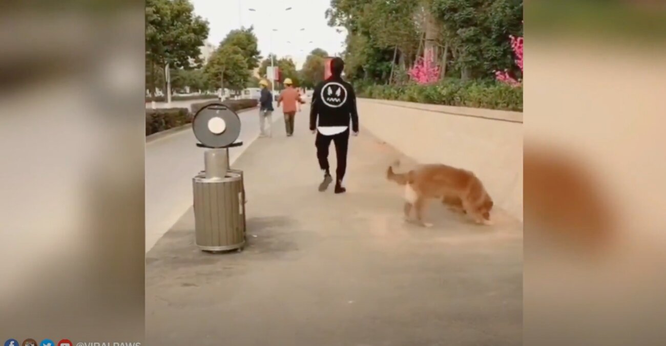 ゴールデンレトリーバー,動画