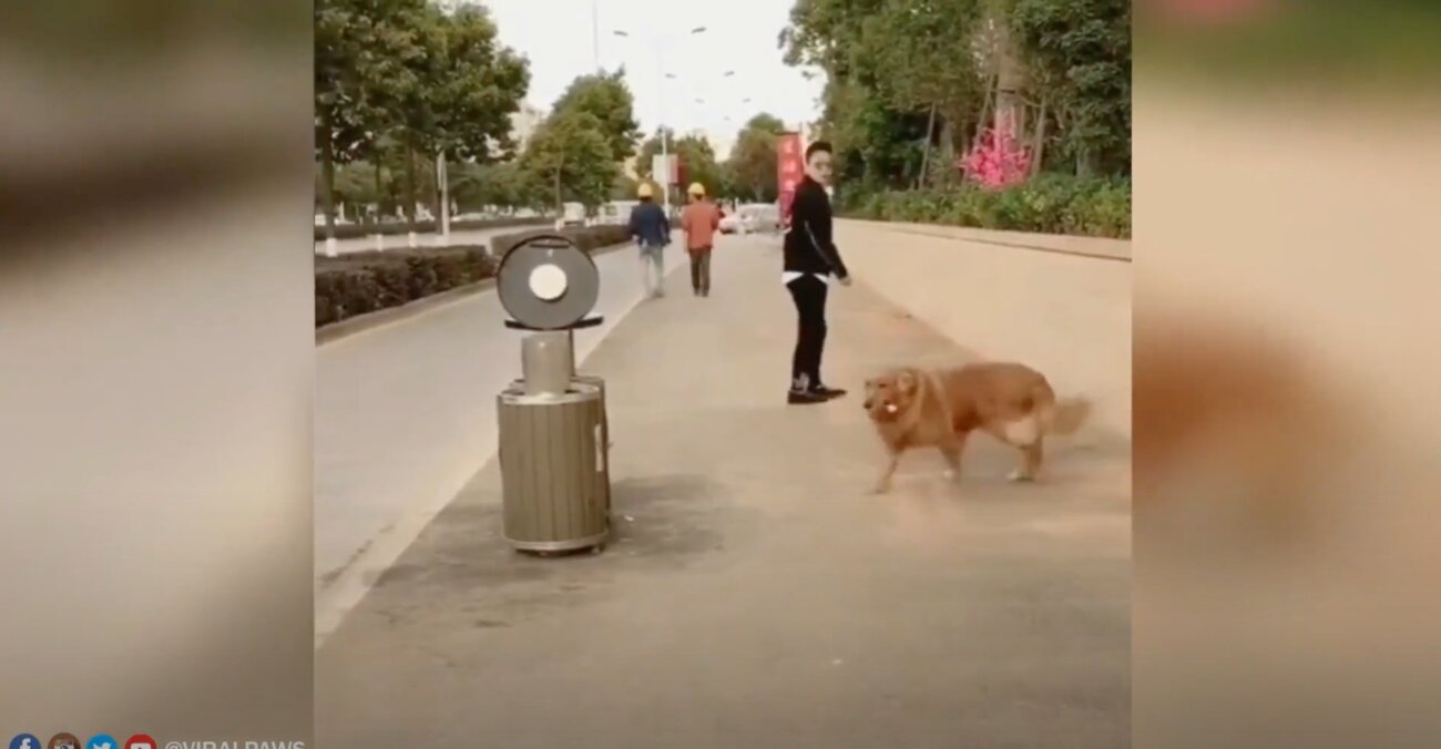 ゴールデンレトリーバー,動画