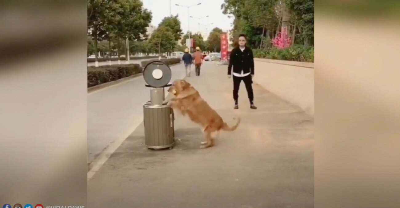 ゴールデンレトリーバー,動画