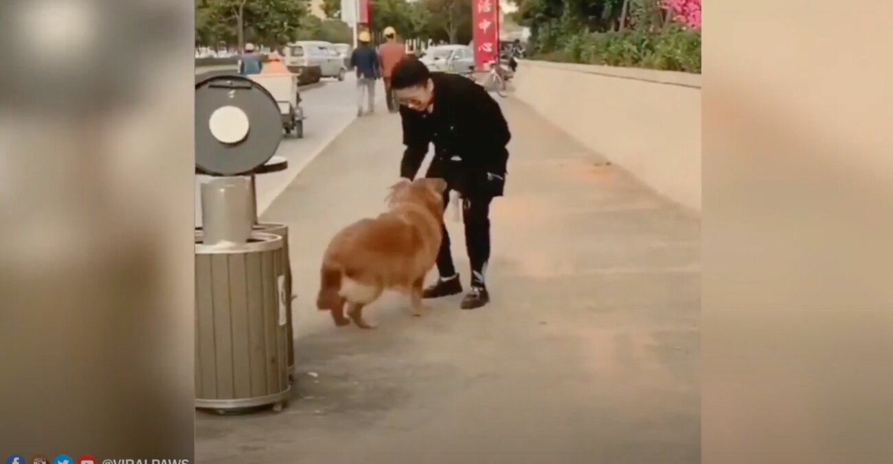 ゴールデンレトリーバー,動画