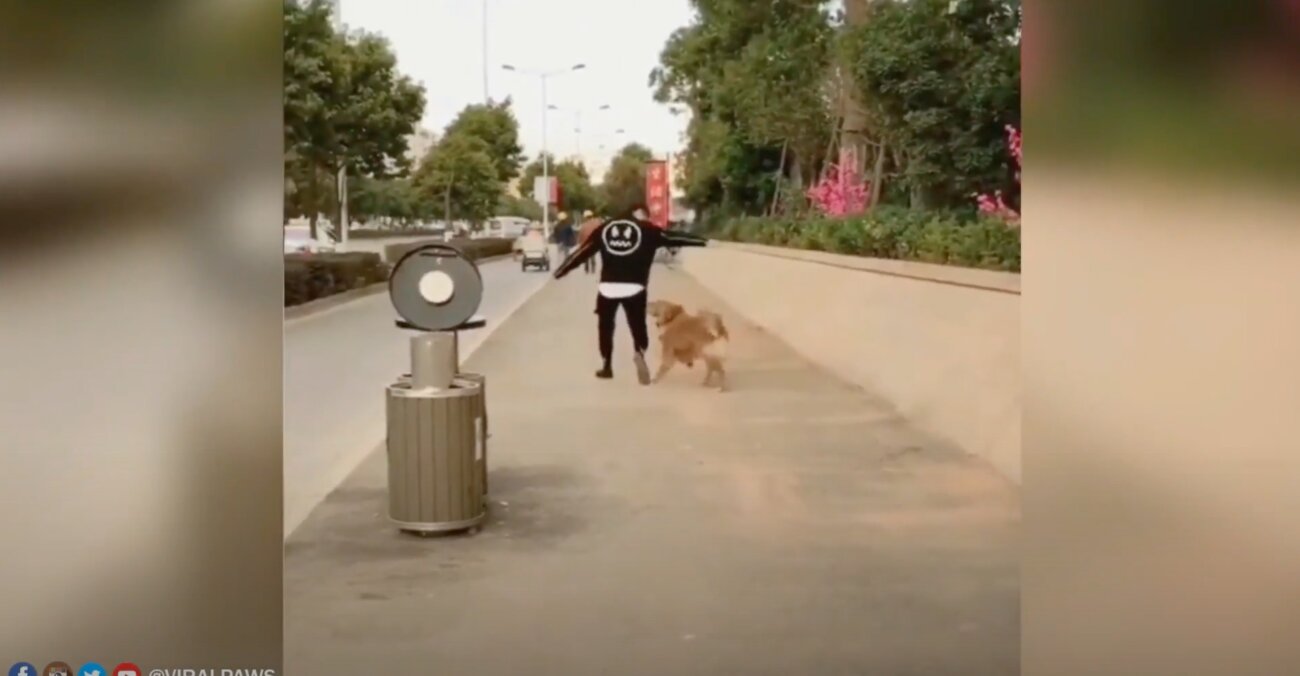 ゴールデンレトリーバー,動画