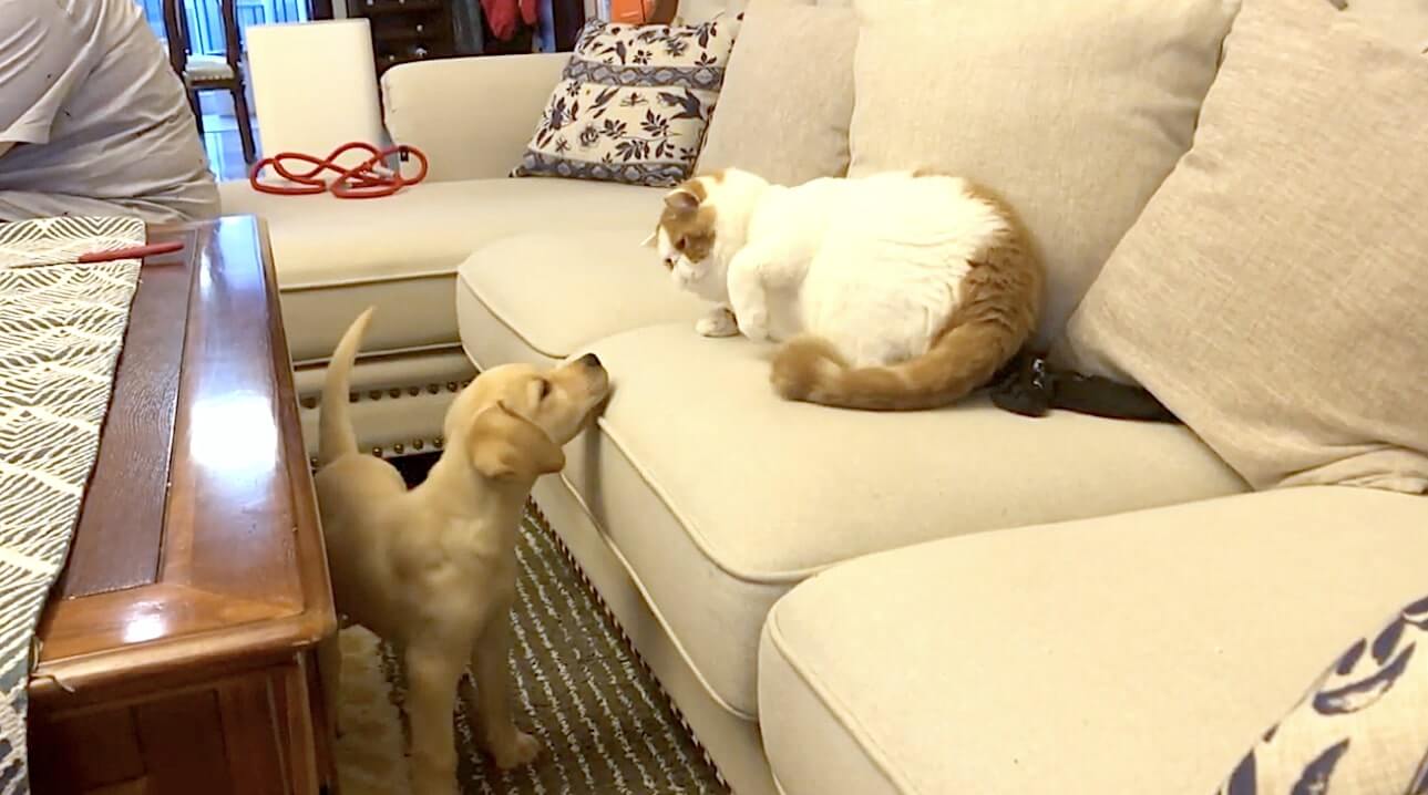 ラブラドールレトリーバー,動画