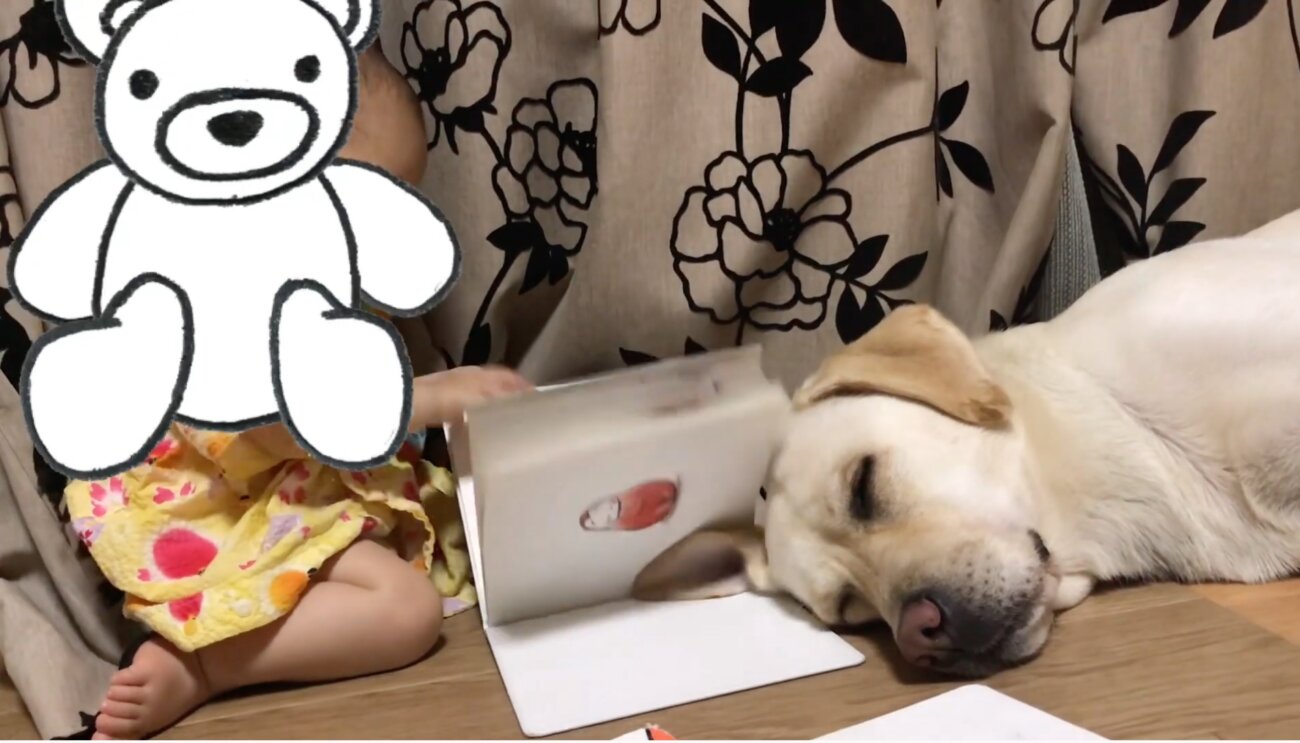 ラブラドールレトリーバー,動画