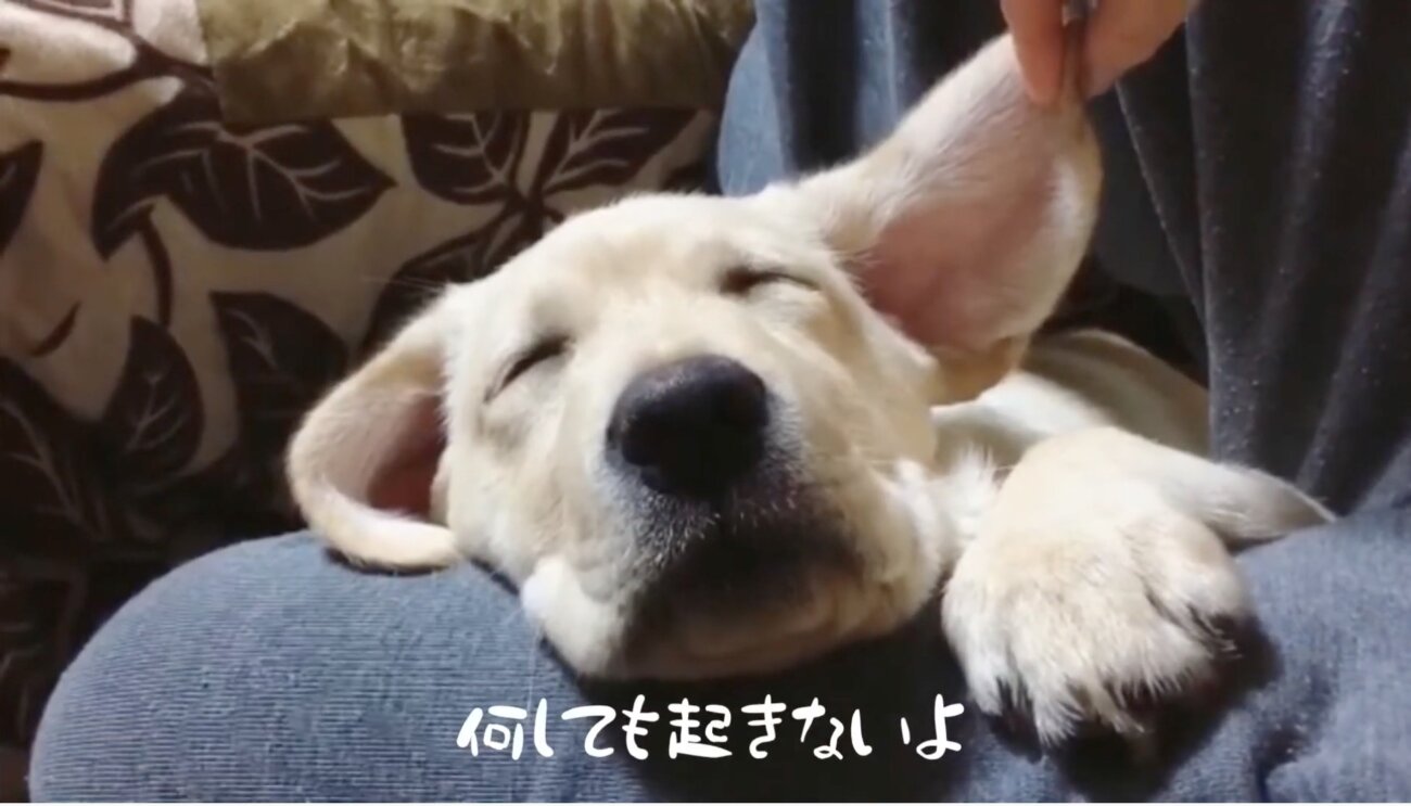 ラブラドールレトリーバー,動画