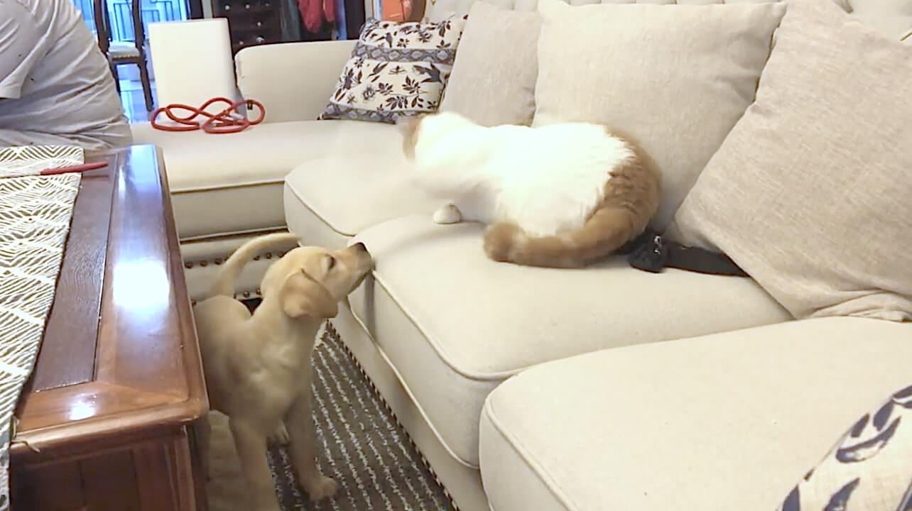 ラブラドールレトリーバー,動画