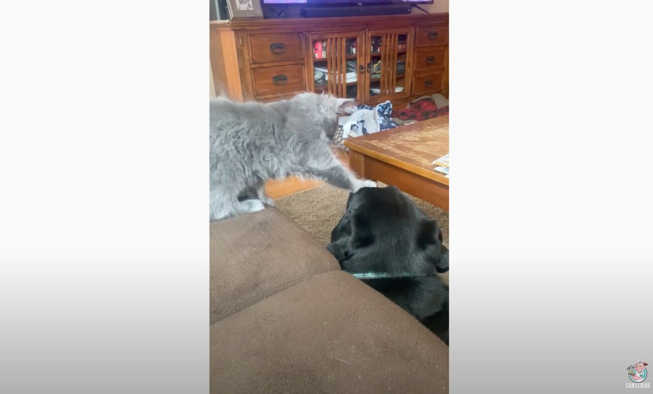 ラブラドールレトリーバー,動画