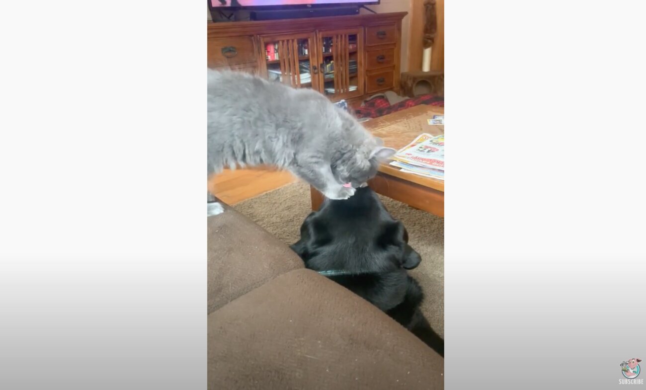 ラブラドールレトリーバー,動画