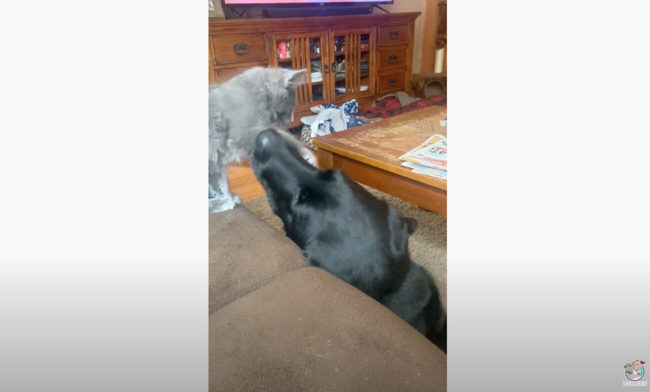 ラブラドールレトリーバー,動画