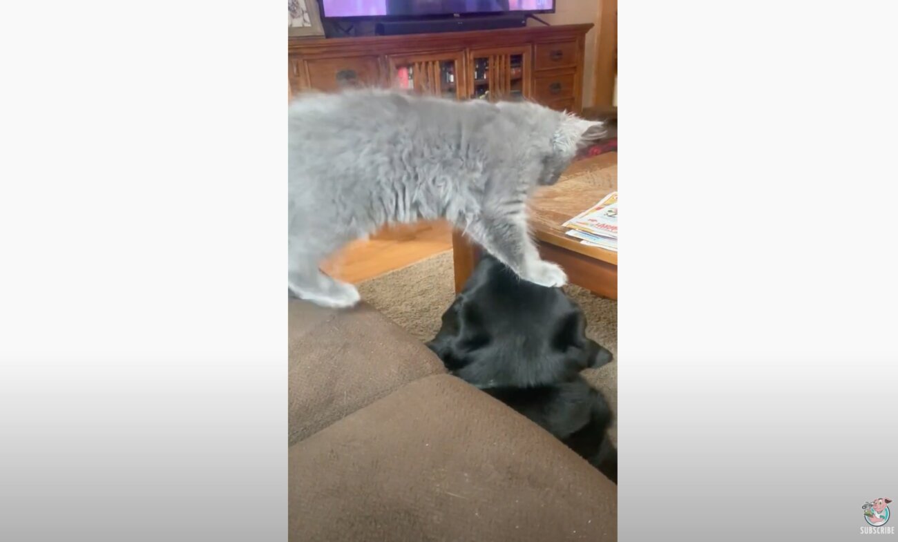 ラブラドールレトリーバー,動画