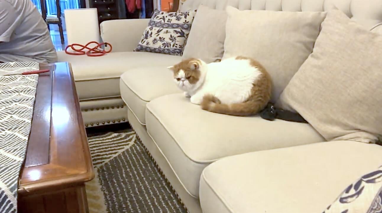 ラブラドールレトリーバー,動画