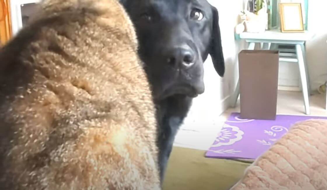 ラブラドールレトリーバー,動画