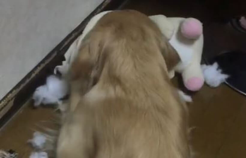 ゴールデンレトリーバー,動画