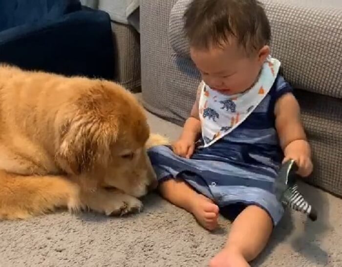 ゴールデンレトリーバー,動画