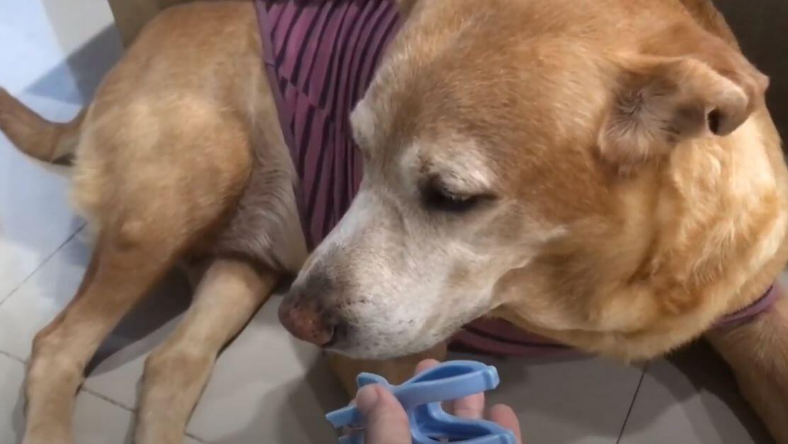 ラブラドールレトリーバー,動画